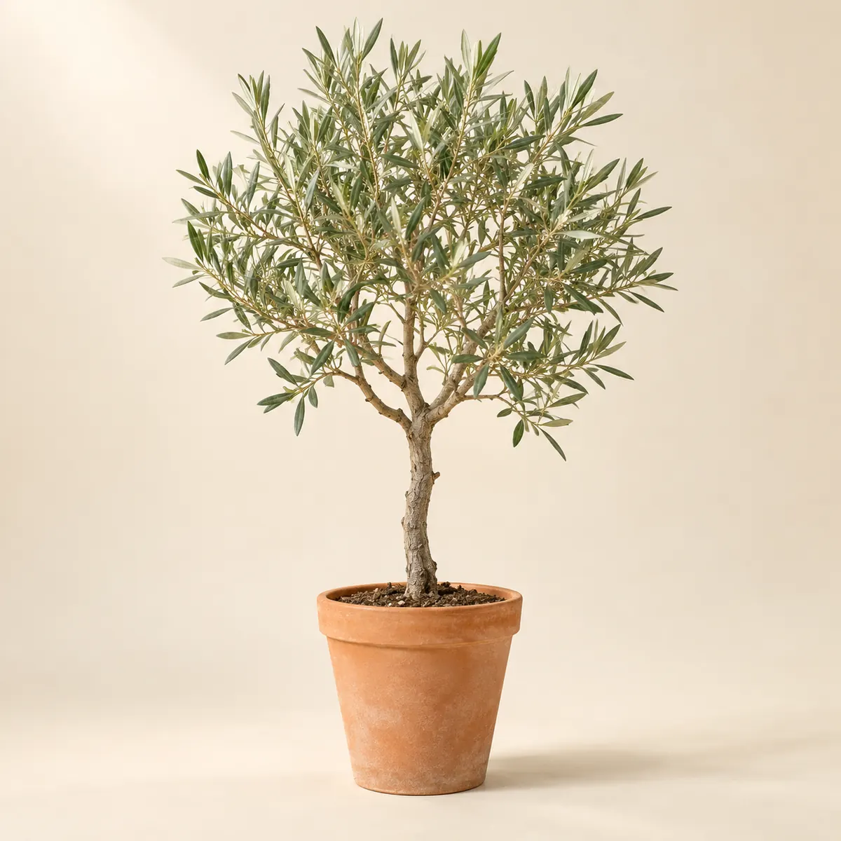 Potted olive tree