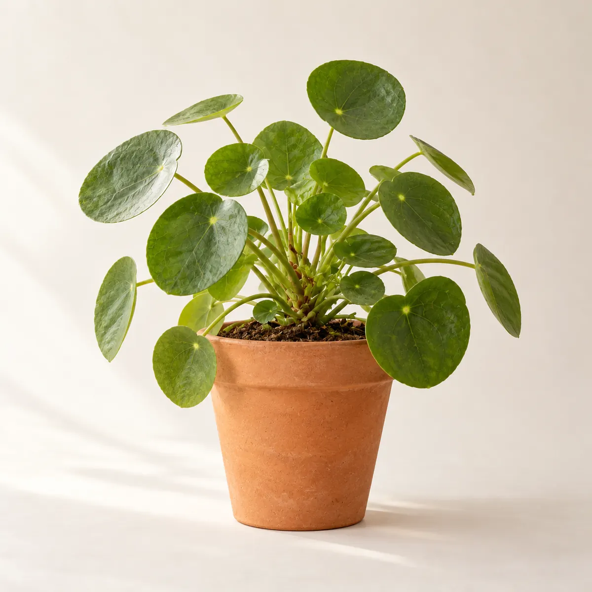 Pilea in terracotta